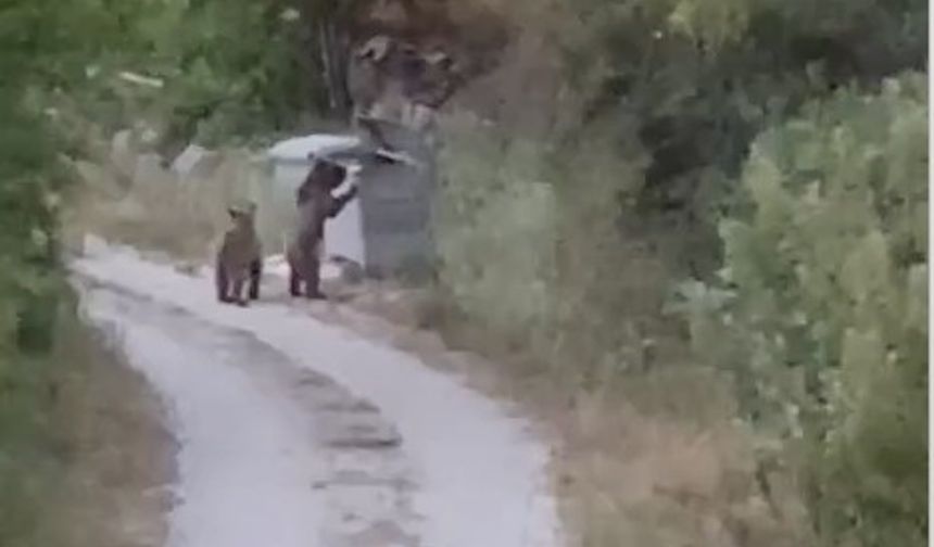 Köye inen ayıları "Gülümseyin çekiyorum" diyerek görüntüledi