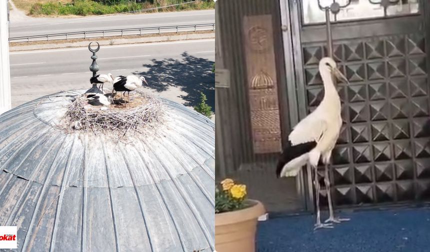 Tokat'ta yuvadan atılan yavru leyleğe imam sahip çıktı