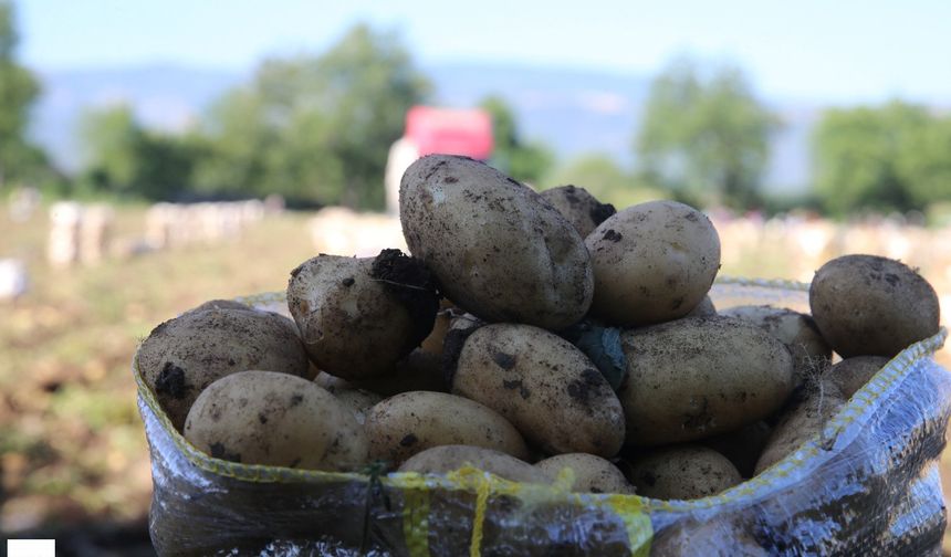 Tokat'ta Patates Bereketi: 30 Bin Ton Rekolte Bekleniyor