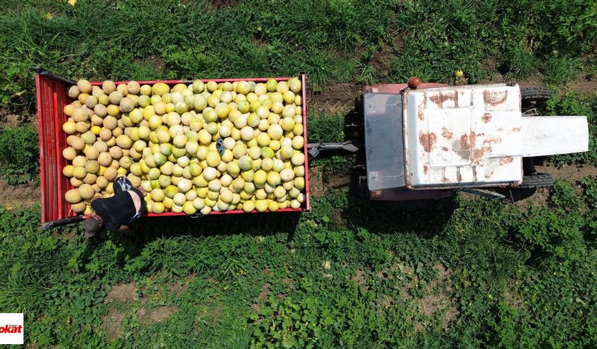 Süheyla Kavununda Hasat Zamanı:Lezzeti ve Aromasıyla Favori