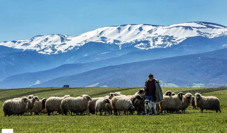 Karadeniz’in Gizli Turizm Başkenti 9 Ayda Rekor Kırdı: Yarım Milyona Yakın Turist Konakladı!