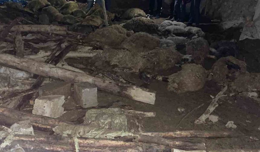 Ahır çöktü: 56 küçükbaş hayvan telef oldu