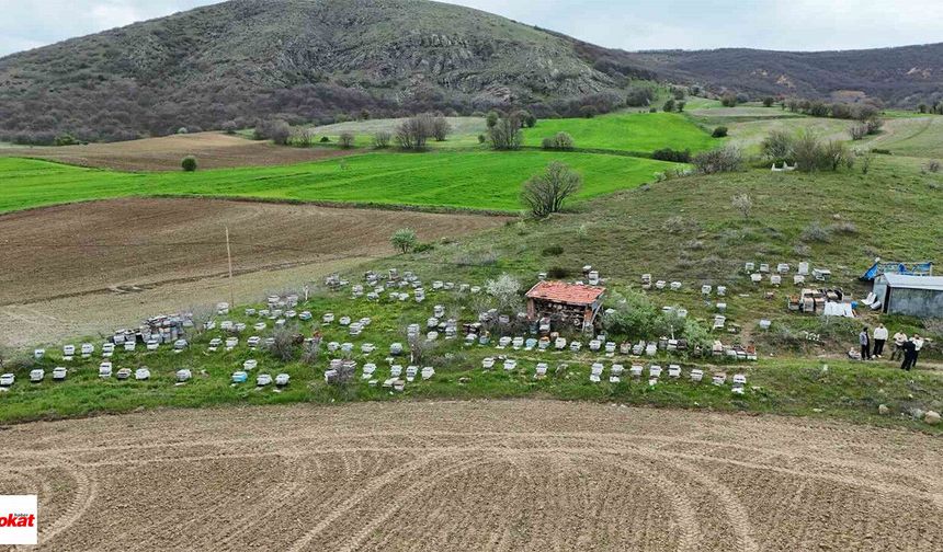 'Sarı altın' mesaisi gecikmeli başladı: Kilosu bin 500 liradan satılacak