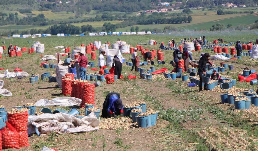 Komşuda soğan hasadı başladı: Tarlada kilosu 12-25 TL arasında