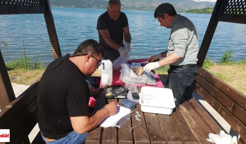 Almus'ta Haziran Numuneleriyle Sazanların Geleceği İzleniyor