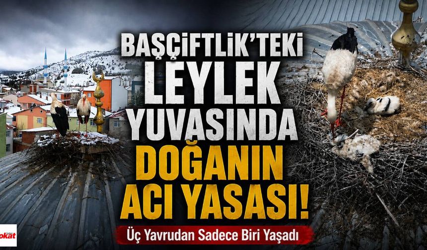 Başçiftlik'teki Leylek Yuvasında Doğanın Acı Yasası! Üç Yavrudan Sadece Biri Yaşadı