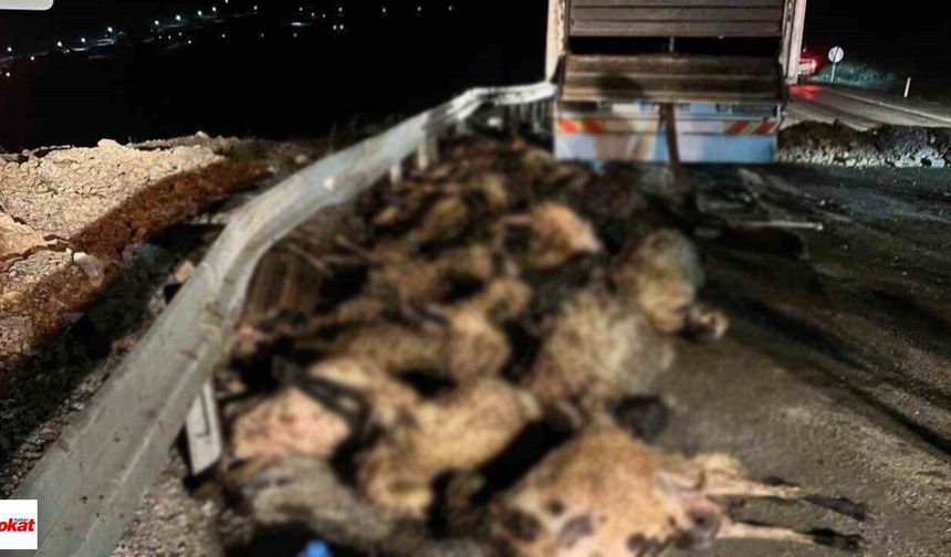 Koyun yüklü tır devrildi: 60 hayvan telef oldu
