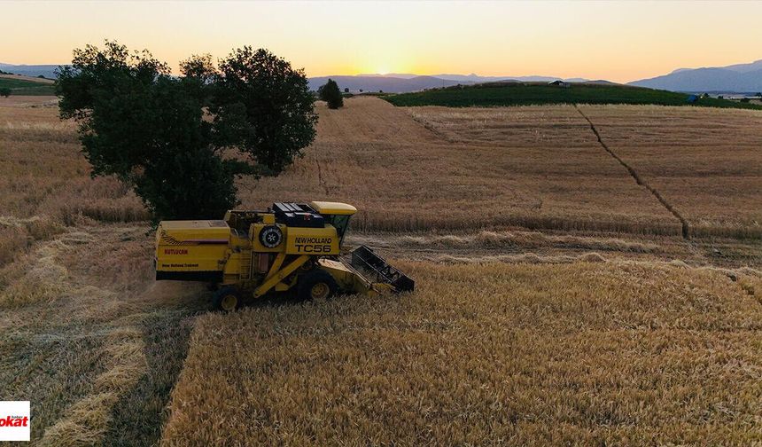 TMO 2026 Hububat Alım Fiyatlarını Açıkladı: Tokatlı Çiftçinin Beklediği Rakamlar Belli Oldu