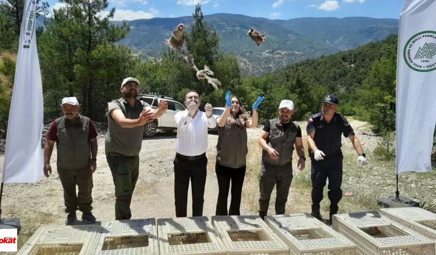 Tokat'ta Doğaya 200 Keklik Salındı: Zararlılarla Biyolojik Mücadele Güçleniyor