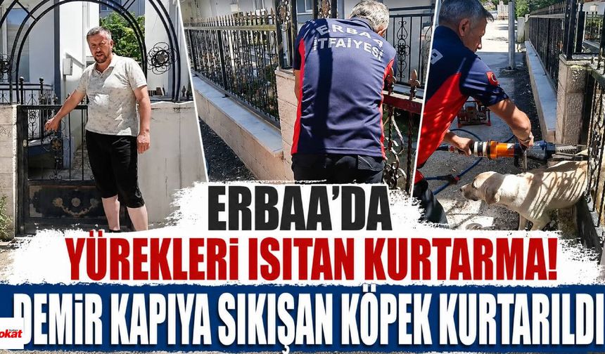 Erbaa'da Yürekleri Isıtan Kurtarma! Demir Kapıya Sıkışan Köpek Kurtarıldı