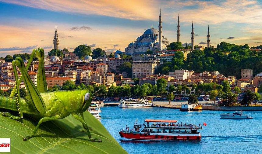 Yaklaşık 500 Bin Tokatlının Yaşadığı İstanbul'da Çekirge İstilası Endişesi