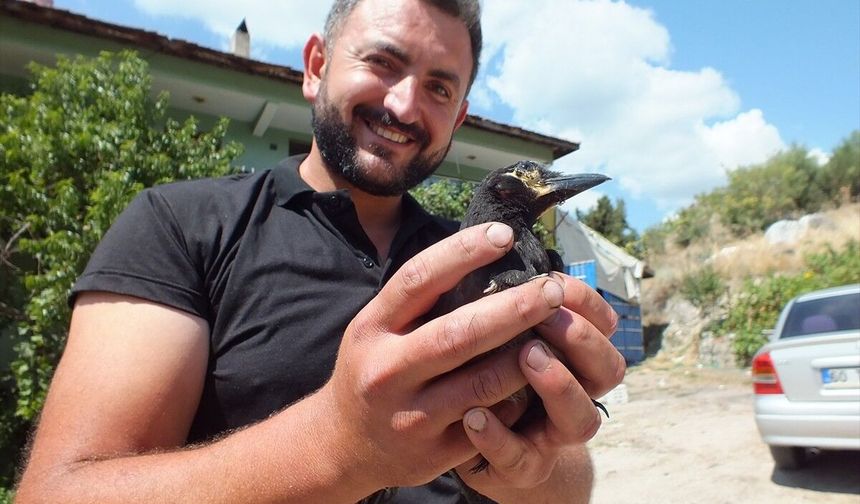 Turhallı çiftçinin "Perişan" adını verdiği saksağan ailenin neşe kaynağı oldu