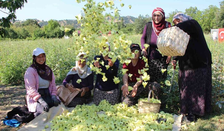 Çiçek bamya altınla yarışıyor: 'Hızır'ın cebinden düşmüş, topla topla bitmiyor'
