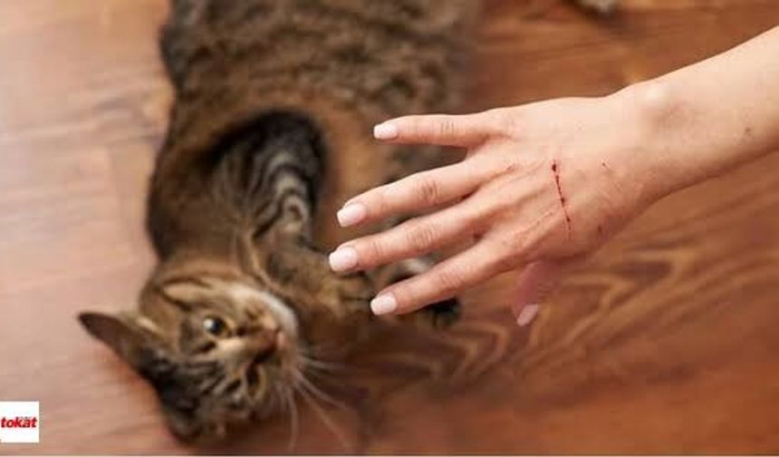 Kedi ve köpek ısırığını da tırmalamasını da hafife almayın