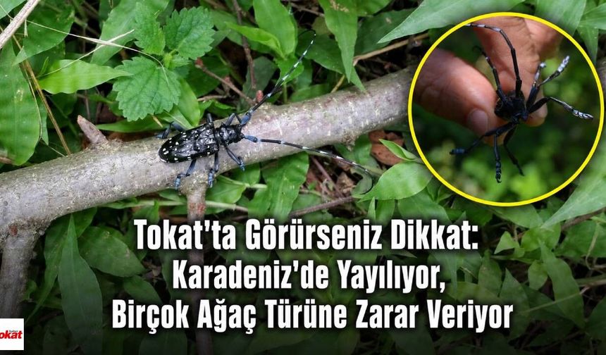Tokat'ta Görürseniz Dikkat: Karadeniz'de Yayılıyor, Birçok Ağaç Türüne Zarar Veriyor