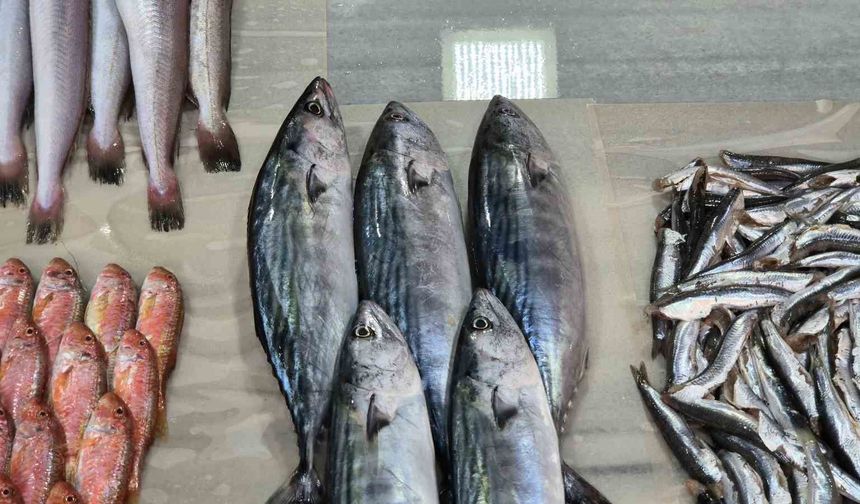 Denizlerde palamut bereketi: Sezonun ilk palamutları tezgaha geldi