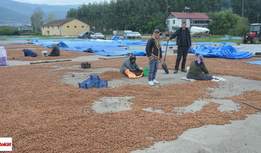 Korgan’da yağmurdan kaçtılar, Niksar’da yağışa yakalandılar: “Gel git, hepsi masraf”