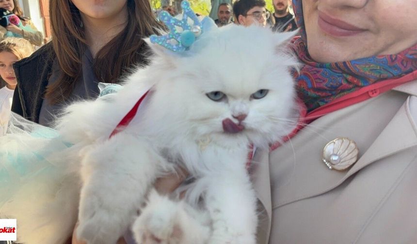 Tokat’ta 20 Kedi Podyumda Yarıştı: Pamuk ve Duman Zirveye Çıktı