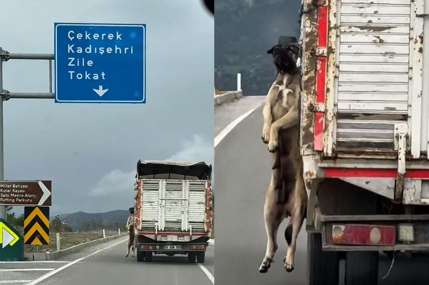 Yürek Sızlatan Görüntü: Kamyonet Kasasında Asılı Köpekle İlerledi