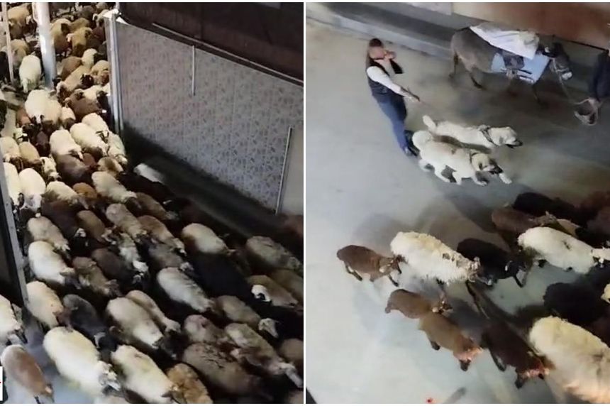 Tokat’ta Koyun Sürüsü Şehir Merkezinden Geçti