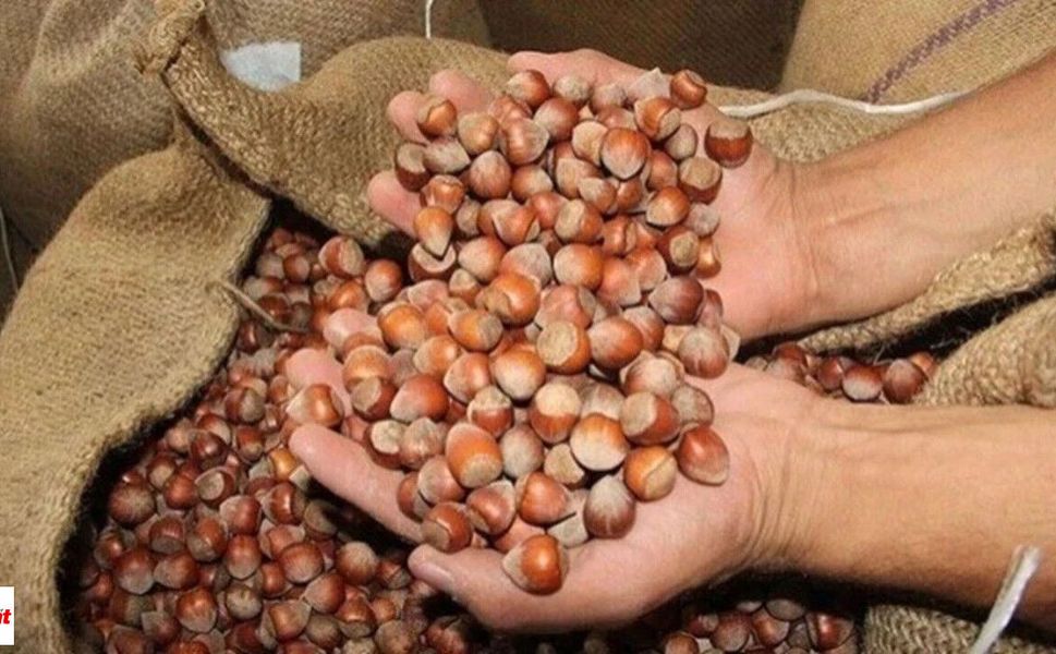 TMO Fındık Alımlarına Başlıyor: Fiyatlar ve Şartlar Belli Oldu