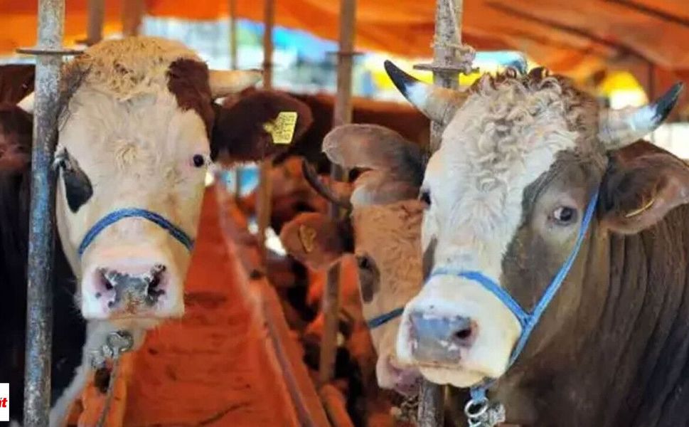 Türkiye’nin hayvan varlığı belli oldu: 6 ayda tablo değişti