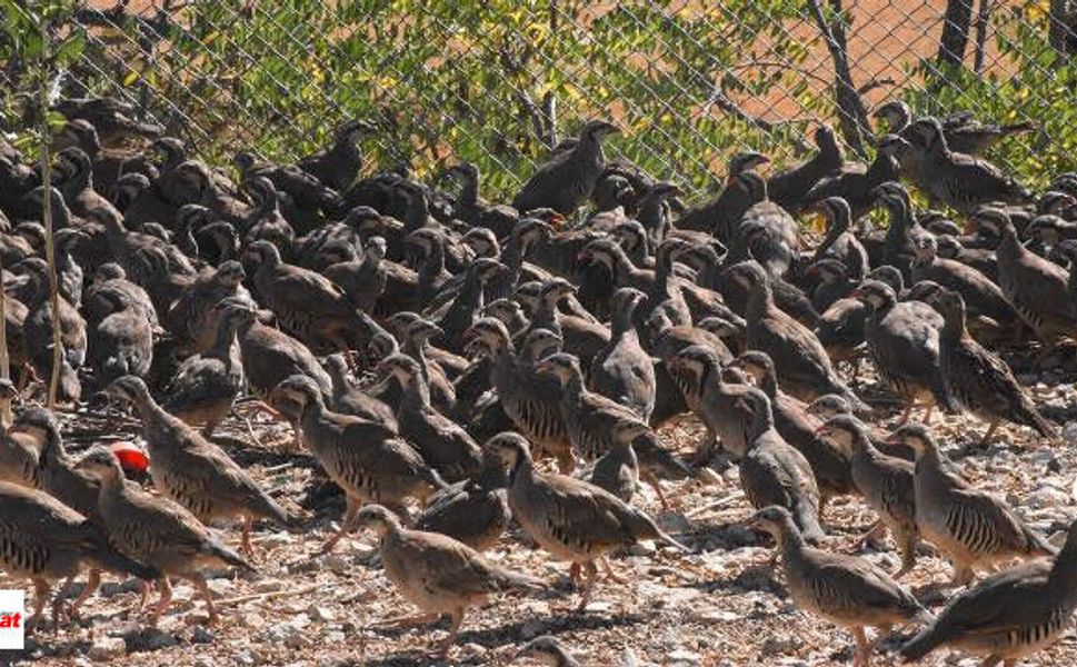 51 Bin Keklik ve Sülün Doğaya Salınıyor: 156 Noktada Av Yasağı Başlıyor