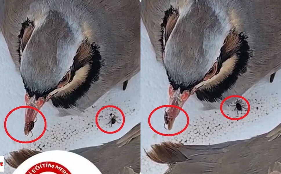 51 Bin Kanatlı Salınıyor: Kene ve Kokarcaya Doğal Operasyon Başladı