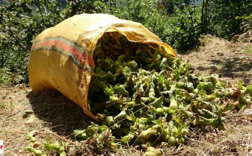 Karadeniz’de fındık hasadı bitti: Üretici için uykusuz geceler başladı
