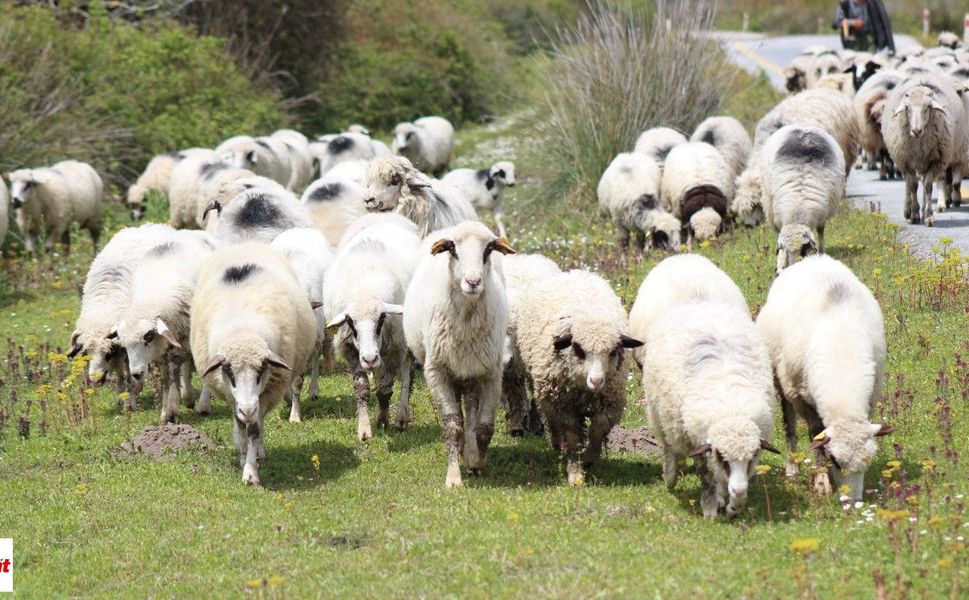Tokat’ta Hayvancılıkla Uğraşanlara Yeni Fırsat! 9 Kasım’da Başlıyor