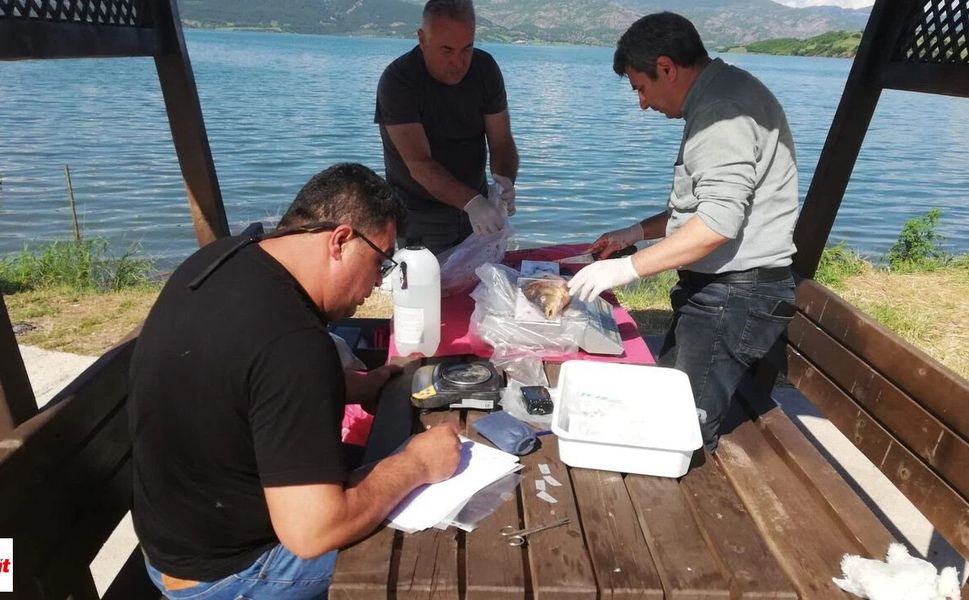 Almus'ta Haziran Numuneleriyle Sazanların Geleceği İzleniyor