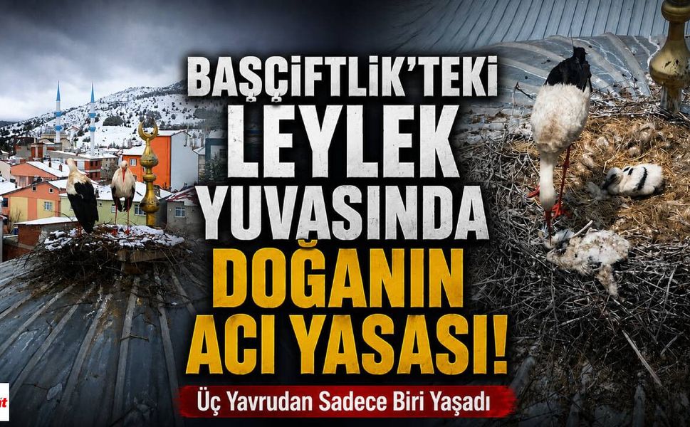 Başçiftlik'teki Leylek Yuvasında Doğanın Acı Yasası! Üç Yavrudan Sadece Biri Yaşadı