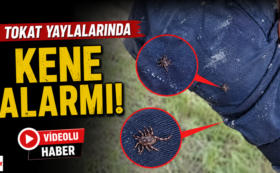 Havalar ısındı, keneler ortaya çıktı: Tokat yaylalarında dikkat çeken görüntüler