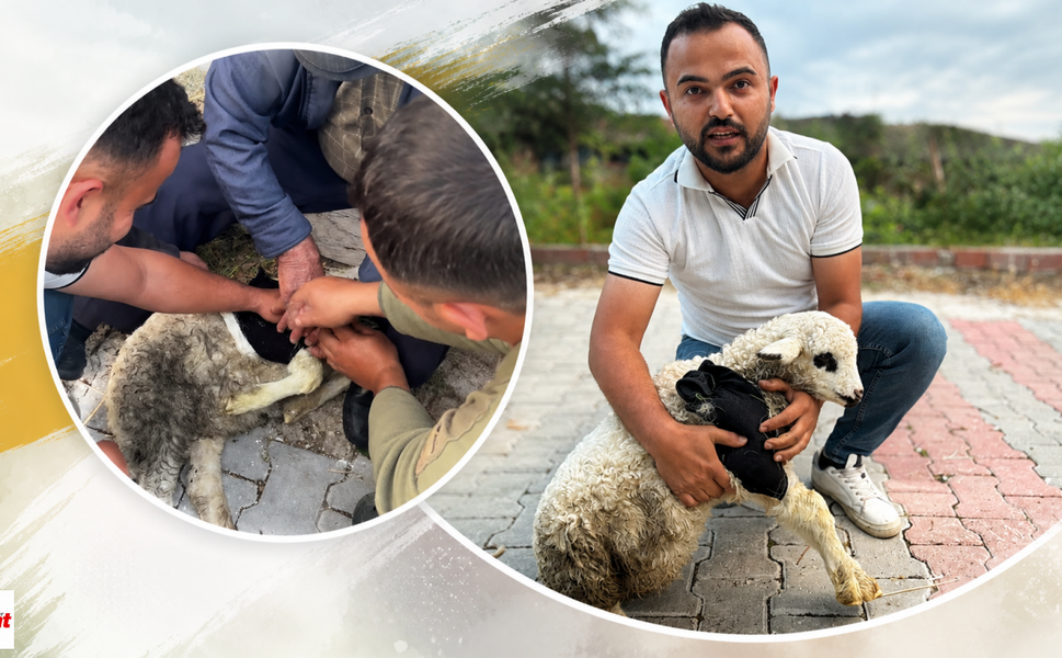 Veteriner Değil Sağlıkçı Kurtarmaya Koştu! Yaralı Kuzu İçin Seferber Oldular