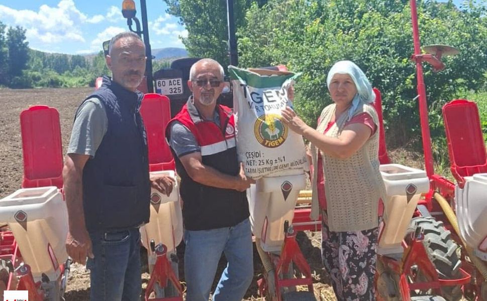 Tokat’ta Yerli ve Milli Mısır Hamlesi: 35 Dekarlık Deneme Ekimleri Başladı