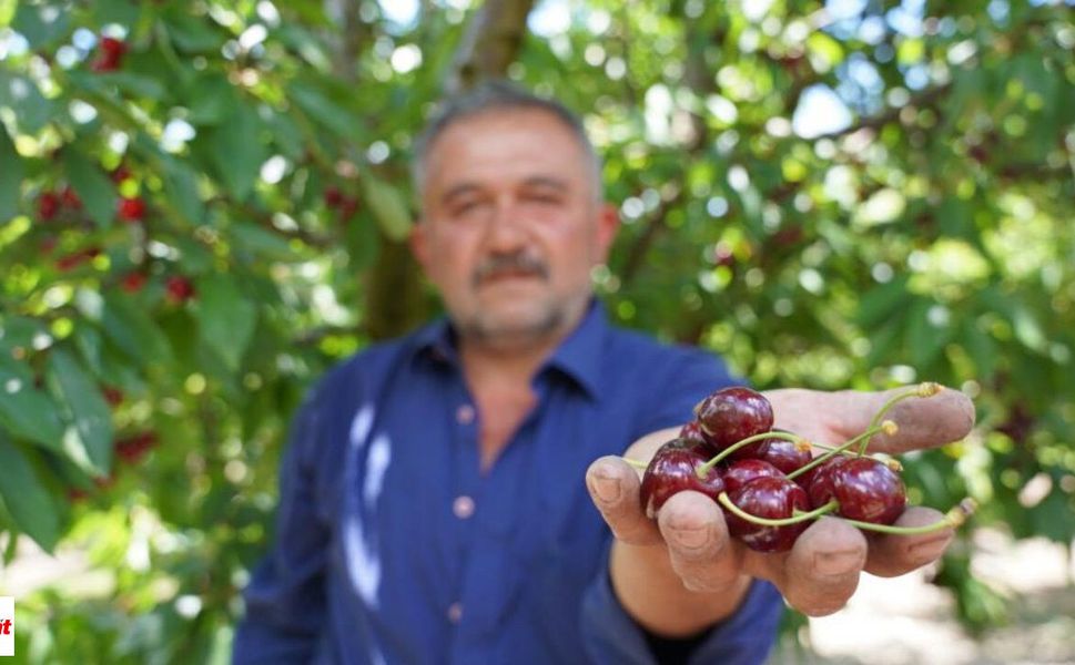 Geçen Yıl Don Vurdu, Bu Yıl Dallar Bereketle Doldu! Tokatlı Üreticinin Yüzü Güldü