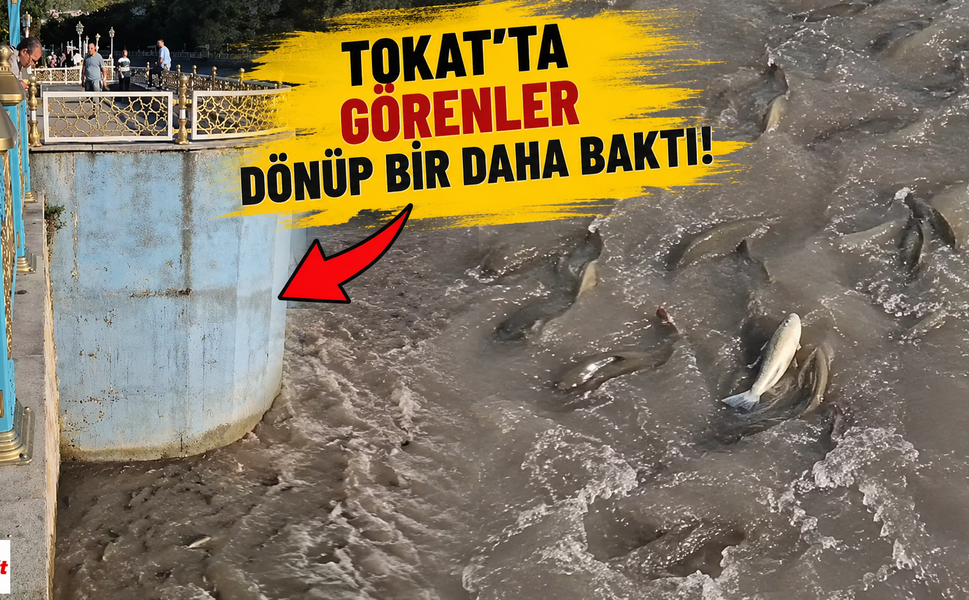 Tokat Balıklıgöl'ü aratmadı: Yeşilırmak'ta gören dönüp bir daha baktı