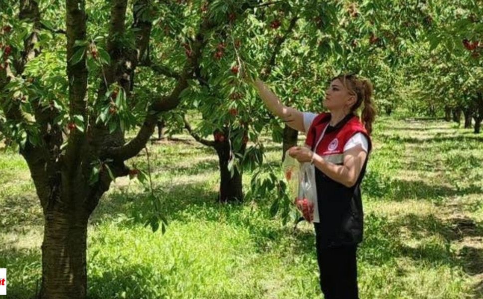 Dalından Sofraya Uzanan Emek: Turhal Çarıksız’da Kiraz Hasadı