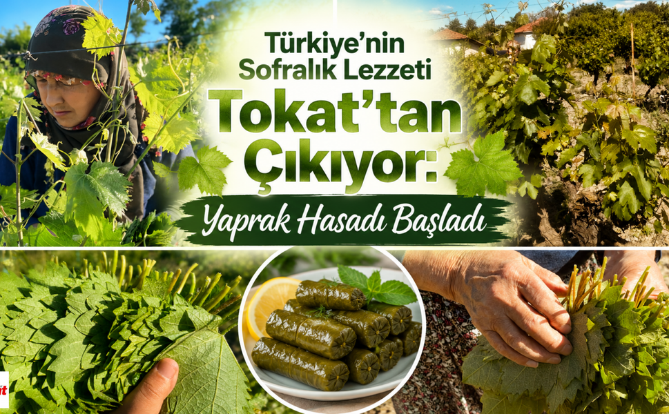 Türkiye’nin Sofralık Lezzeti Tokat’tan Çıkıyor: Yaprak Hasadı Başladı