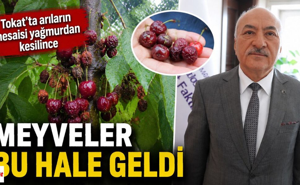 Tokat'ta arıların mesaisi yağmurdan kesilince meyveler bu hale geldi