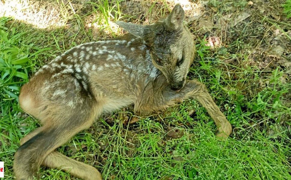 Tokat’ta Yaralı Halde Bulunan Karaca Koruma Altına Alındı