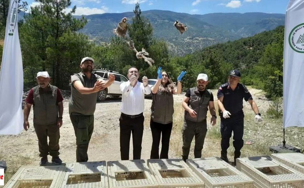 Tokat'ta Doğaya 200 Keklik Salındı: Zararlılarla Biyolojik Mücadele Güçleniyor