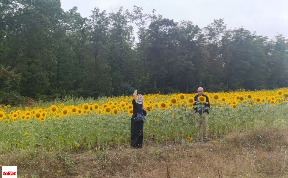 Niksar-Tokat Karayolundaki Ayçiçeği Tarlası Doğal Fotoğraf Stüdyosuna Dönüştü