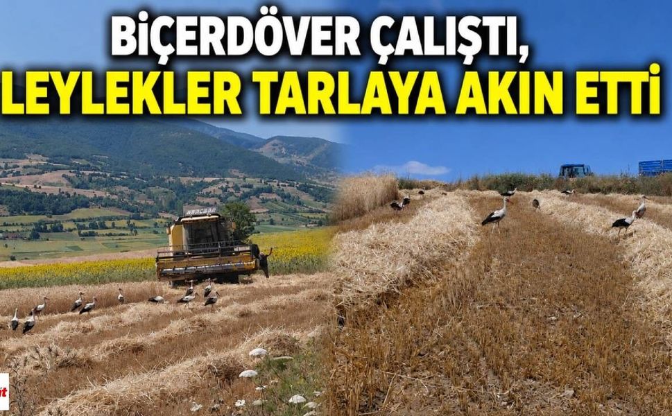 Biçerdöver Çalıştı, Leylekler Tarlaya Akın Etti