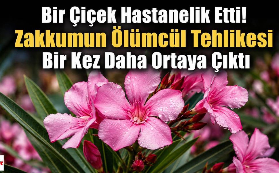 Bir Çiçek Hastanelik Etti! Zakkumun Ölümcül Tehlikesi Bir Kez Daha Ortaya Çıktı