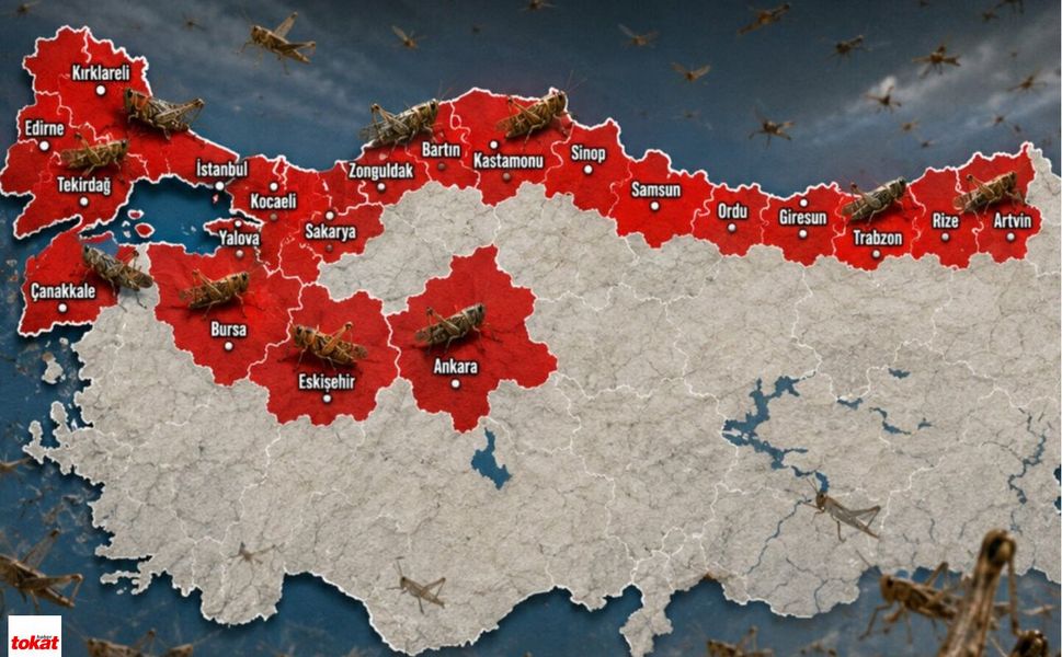 Çekirge İstilası Tokat’ın Kapısına Dayandı: Samsun Ve Ordu Kırmızı Alarmda!