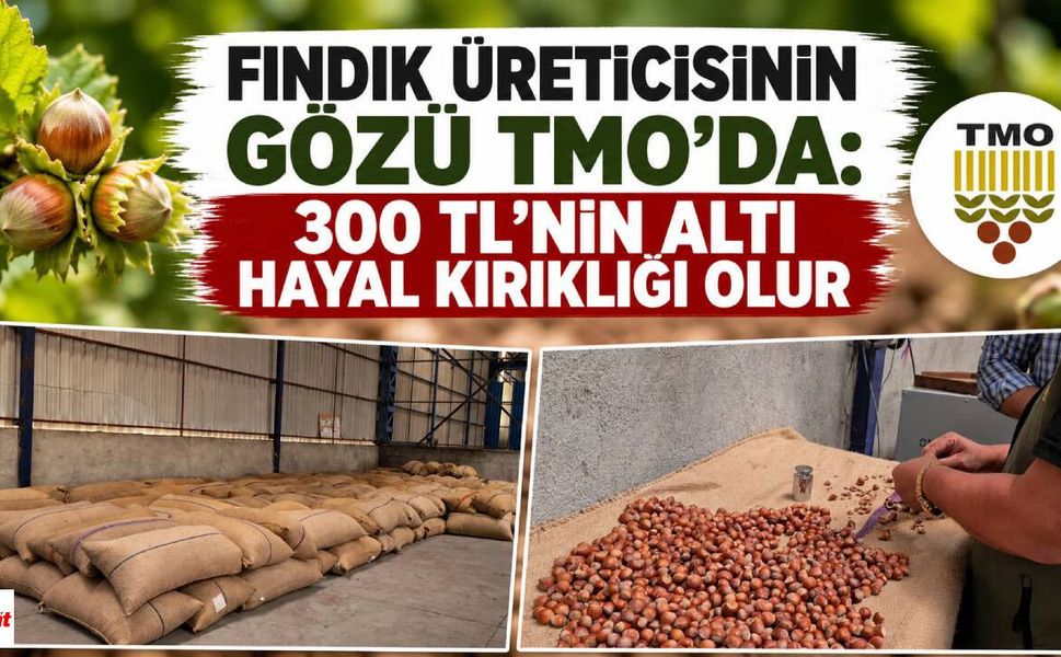 Fındık Üreticisinin Gözü TMO'da: 300 TL'nin Altı Hayal Kırıklığı Olur