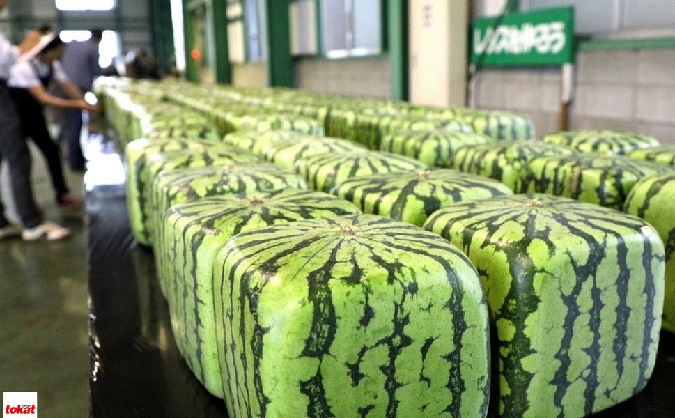 Standart Başlıyor Tanesi Tam 38 Bin Liraya Satılıyor Yüksek Fiyatının Ardında Özel Bir Sırrı Bulunuyor