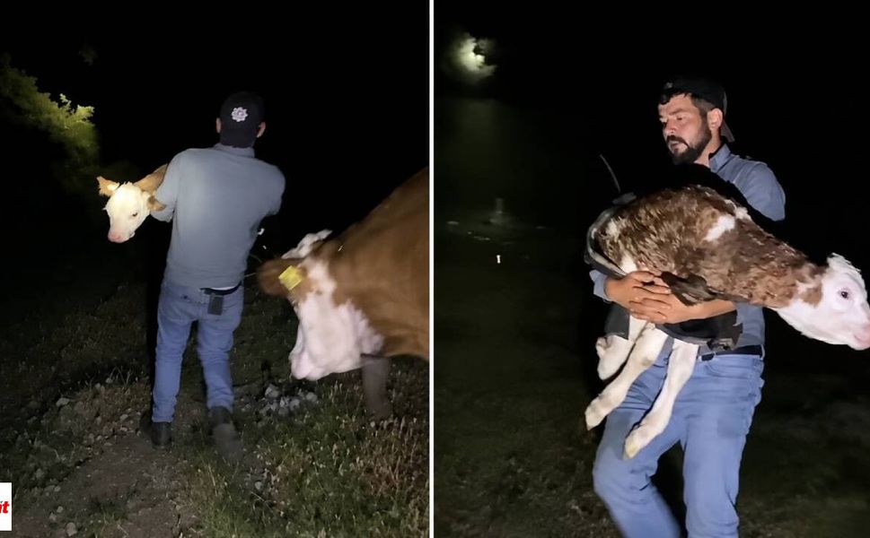 Kaybolan İneği Zil Sesi Buldu, Karanlıkta Doğan Buzağı Büyük Sürpriz Oldu