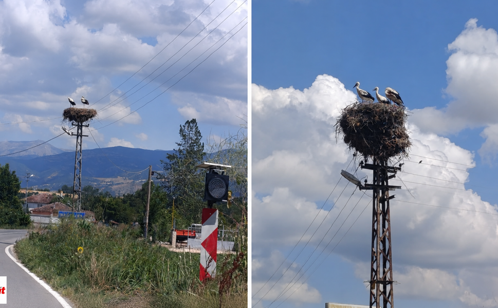Tokat'ta 17 Kilometrelik Yolda 27 Leylek Yuvası Yer Alıyor